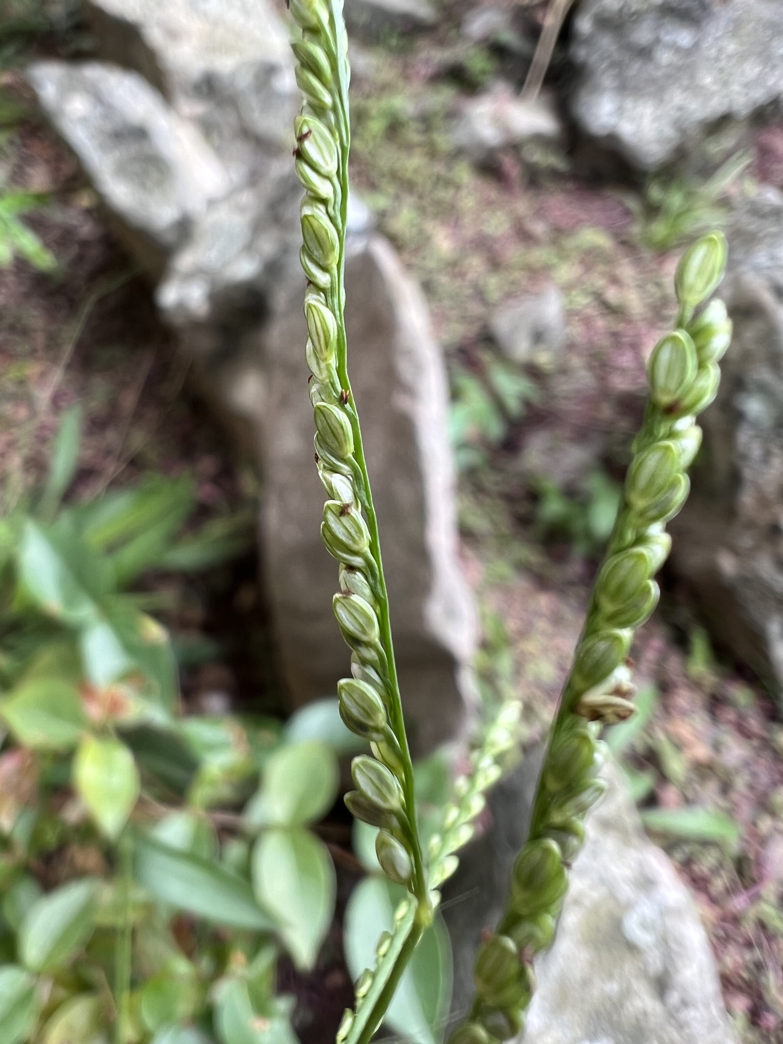 Paspalum corcovadense