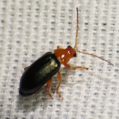 Hemiphrynus intermedius