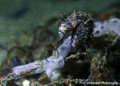 Hippocampus subelongatus