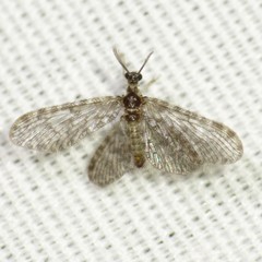Nallachius pulchellus