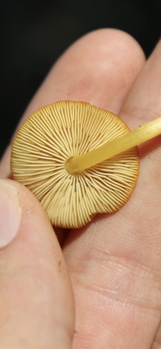Yellow Deer Mushroom