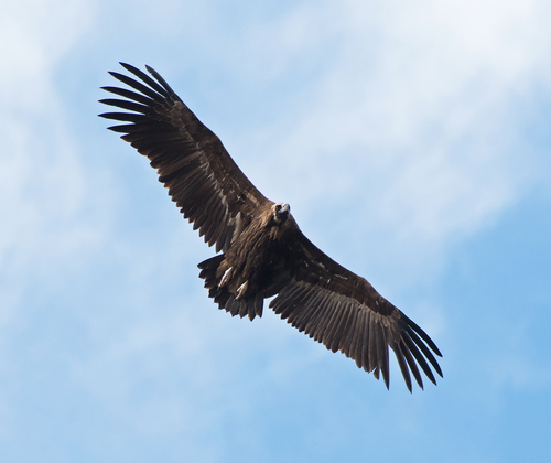 Cinereous Vulture