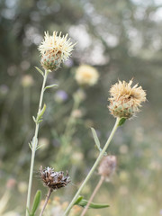 Centaurea collina