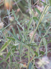 Centaurea collina