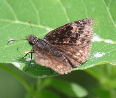 Erynnis lucilius