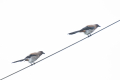 Dendrocitta formosae formosae