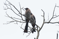 Dendrocitta formosae formosae