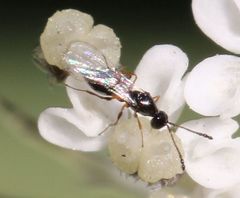 Figitidae