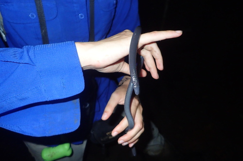 Rio Lita Caecilian, Caecilia nigricans