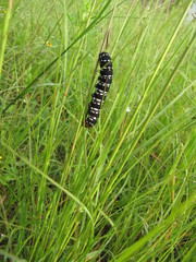 Xanthopastis moctezuma