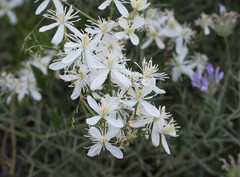 Clematis flammula