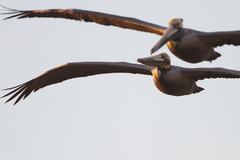 Pelecanus occidentalis