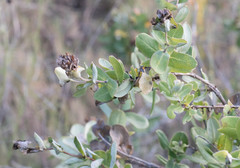 Lonicera implexa