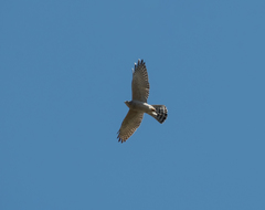 Accipiter brevipes