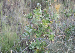 Lonicera implexa