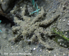 Paranaxia serpulifera