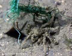 Paranaxia serpulifera