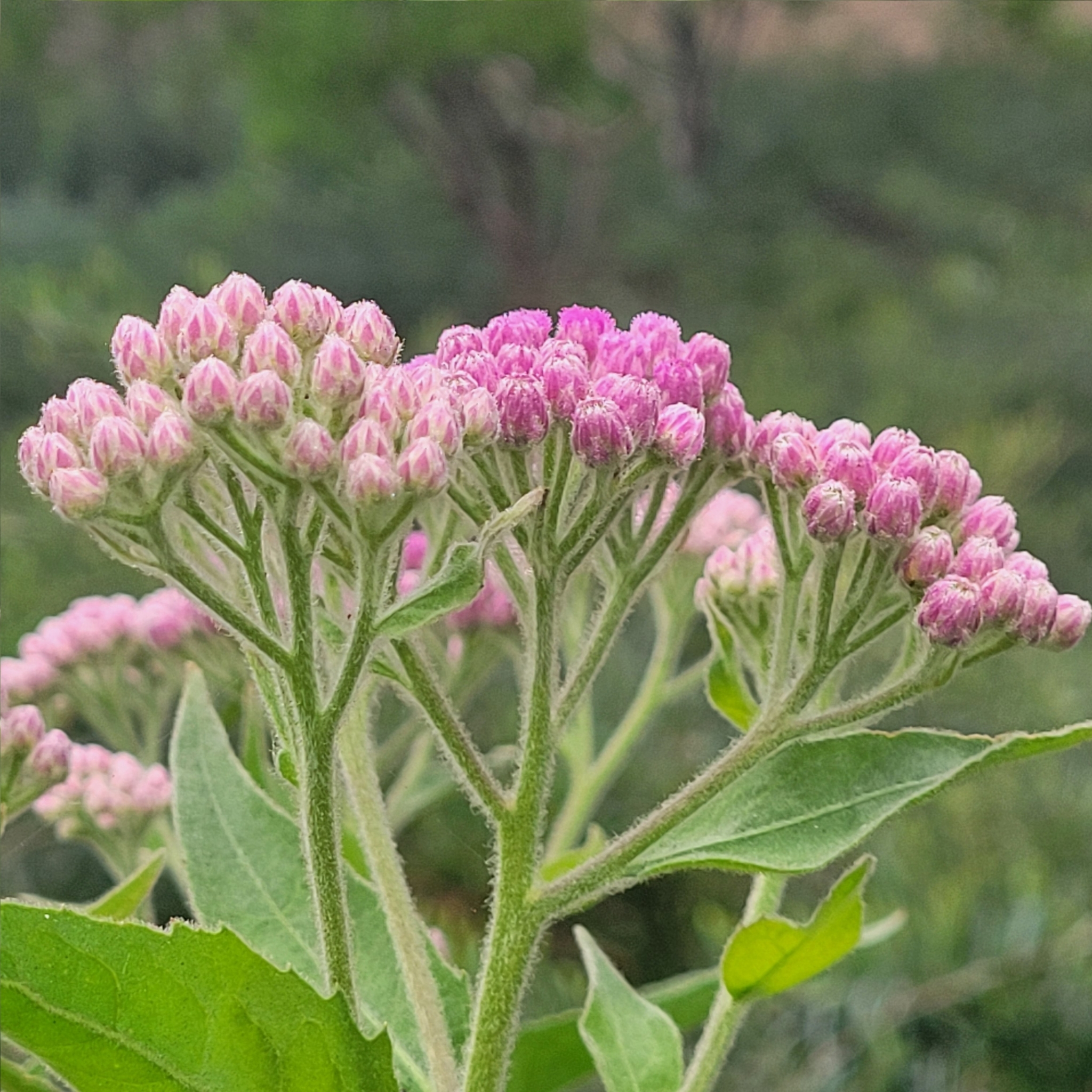 Pluchea odorata var. odorata