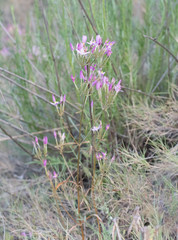 Centaurium quadrifolium