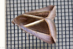 Chalciope alcyona