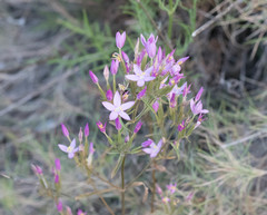 Centaurium quadrifolium