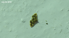 Piletocera luteosignata