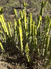 Euphorbia pseudocactus