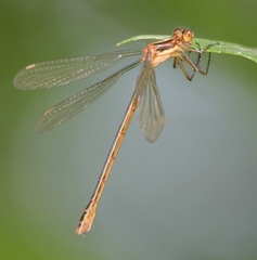 Lestes dryas