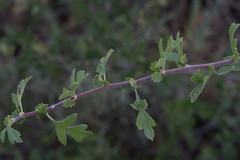 Crataegus
