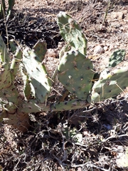 Opuntia stricta stricta
