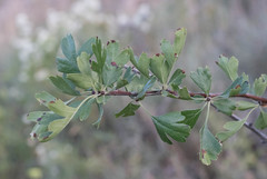 Crataegus