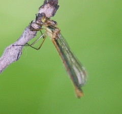 Lestes dryas