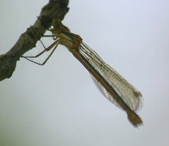Lestes dryas