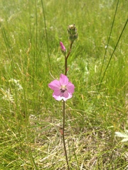 Sidalcea neomexicana