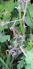 Nephrotoma appendiculata