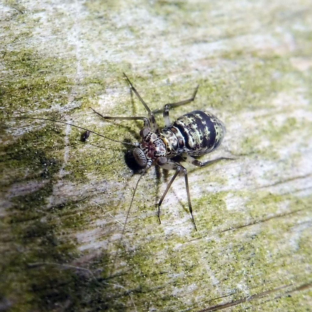 Mesopsocus unipunctatus