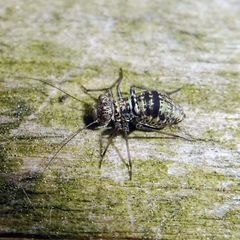 Mesopsocus