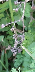 Nephrotoma appendiculata