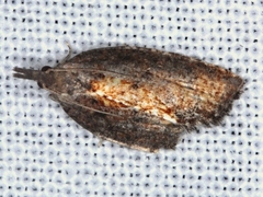 Capua leucostacta