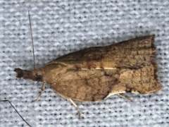 Coeloptera vulpina