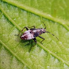 Deraeocoris flavilinea