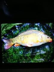 Cyprinus carpio carpio