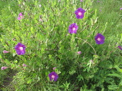 Ipomoea stans