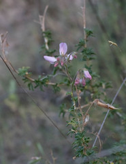 Ononis fruticosa