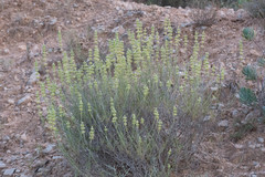 Sideritis tragoriganum