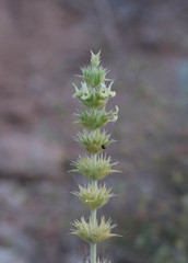 Sideritis tragoriganum