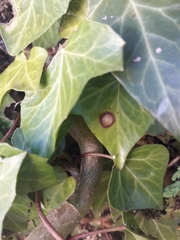 Colletotrichum trichellum