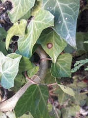 Colletotrichum trichellum