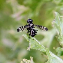 Rivellia syngenesiae