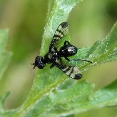 Rivellia syngenesiae